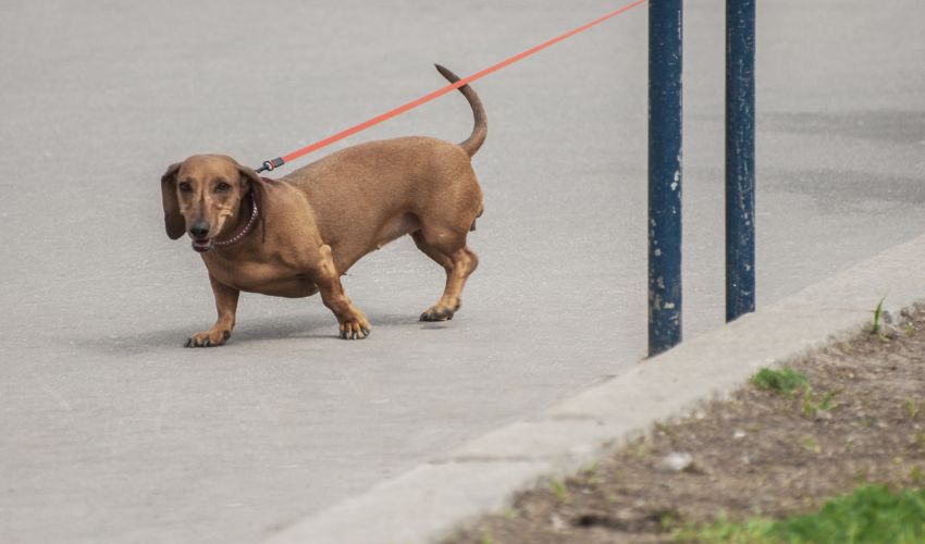 The Ultimate Guide to the Top 10 Healthiest Dog Breeds and Their Unique Benefits